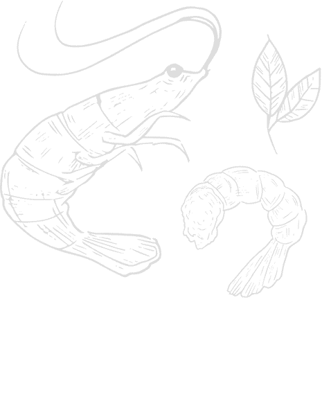 bg-shrimp-1